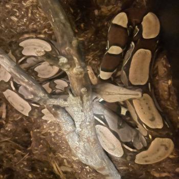Guyanna red tail boa