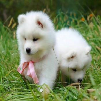 female Samoyed puppies 