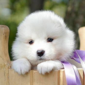 male Samoyed puppy 