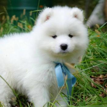 female Samoyed puppy 