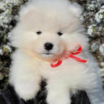 Paul male Samoyed puppy 