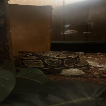 ball python with cage included