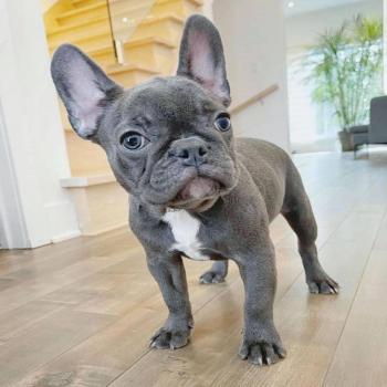 french bull dog