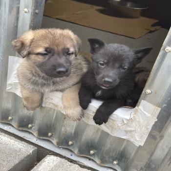AKC German Shepherd Puppies