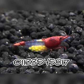 RED RILI SHRIMP 