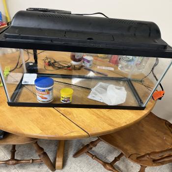 10 gallon fish tank 