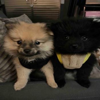 Adorable Black Pomeranian 