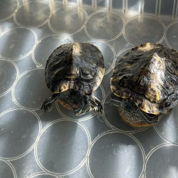 two baby turtles