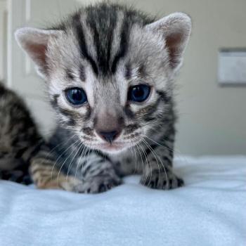 bengal kittens for rehoming