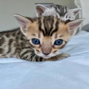 Bengal kittens available 