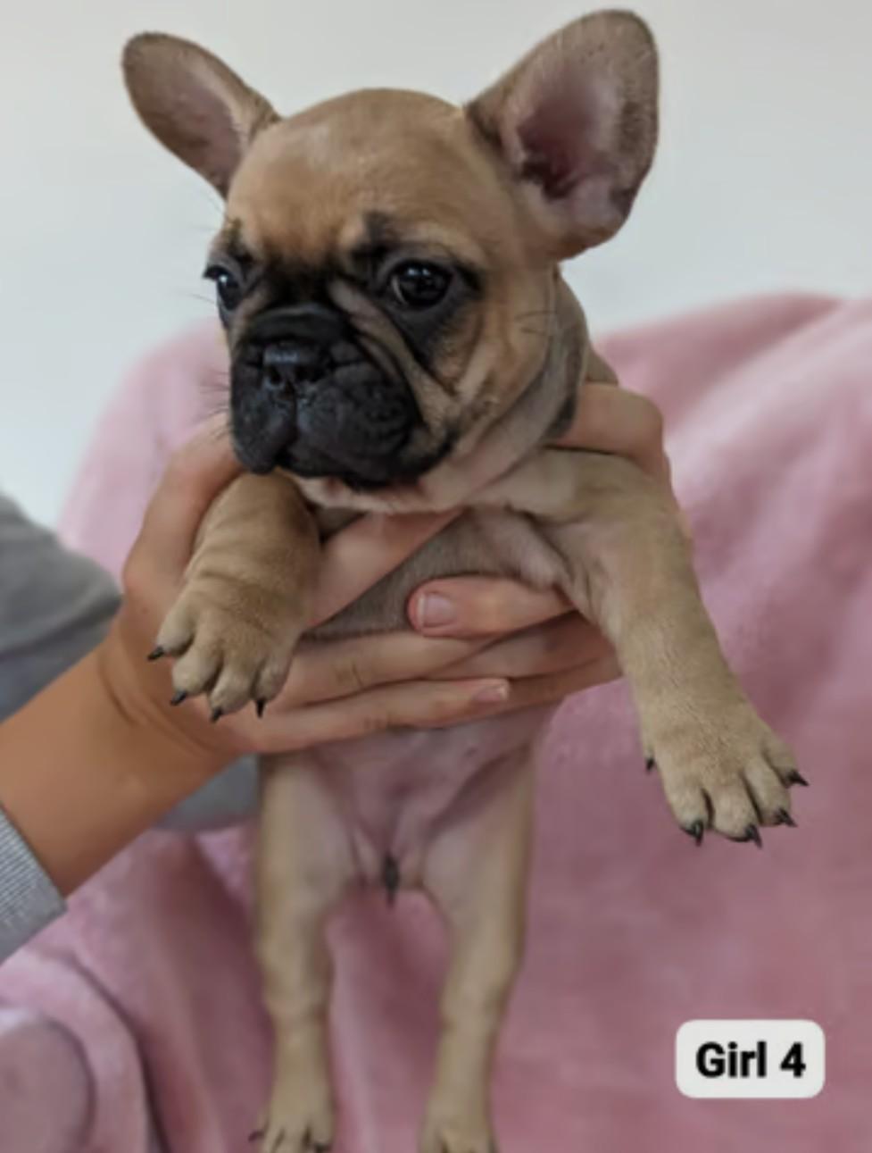 Female French bulldog puppies for sale