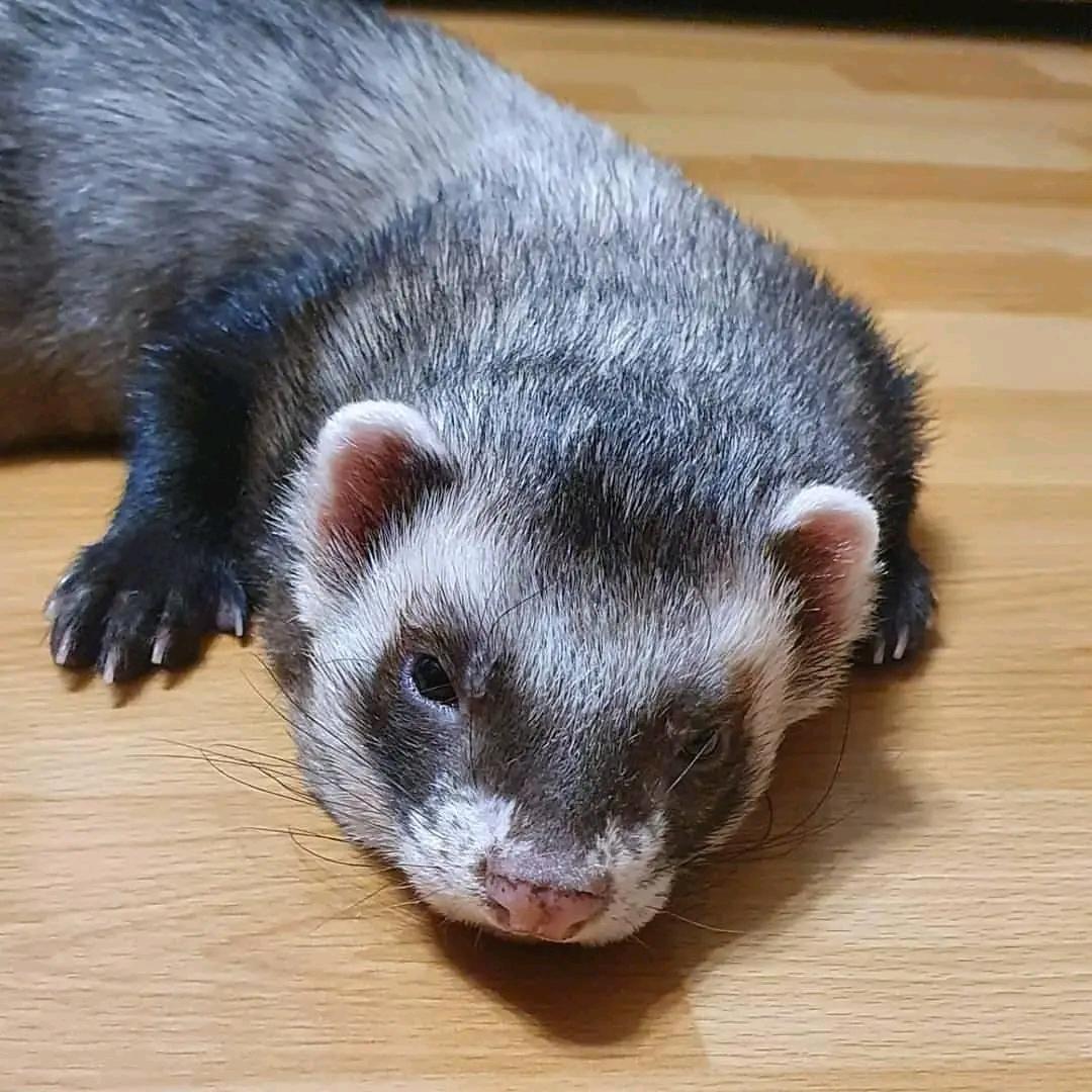 Cute Ferrets looking for new homes