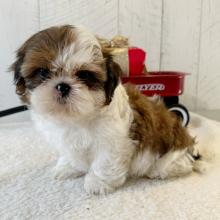 Cute maltipoo f1 puppies for adoption