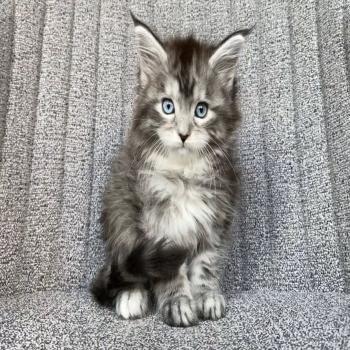 Mainecoon Kittens for sale
