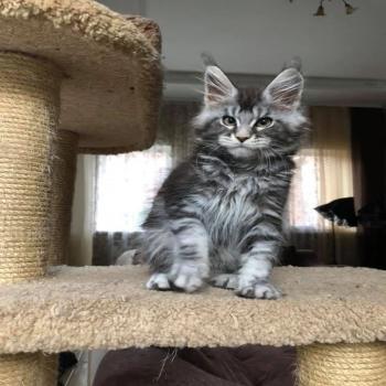 mainecoon kittens for sale
