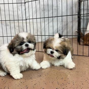 shihtzu puppies 