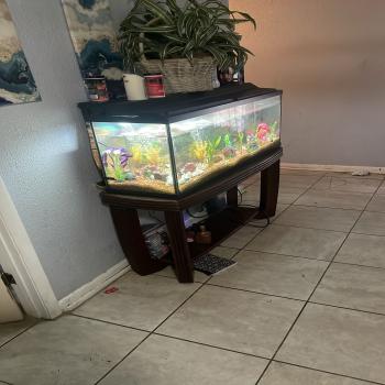 20 gallon fish tank