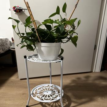 live plants and plant stand 