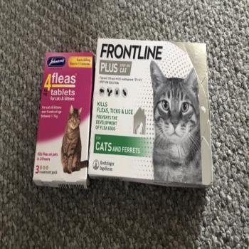 cat supplies 