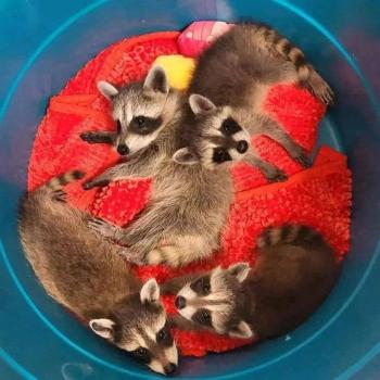 Adorable and Cute Raccoon Pups