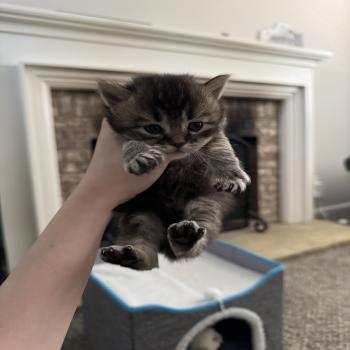 kittens