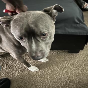 pitbull